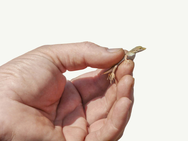hand holding a small lizard - Photo, Image