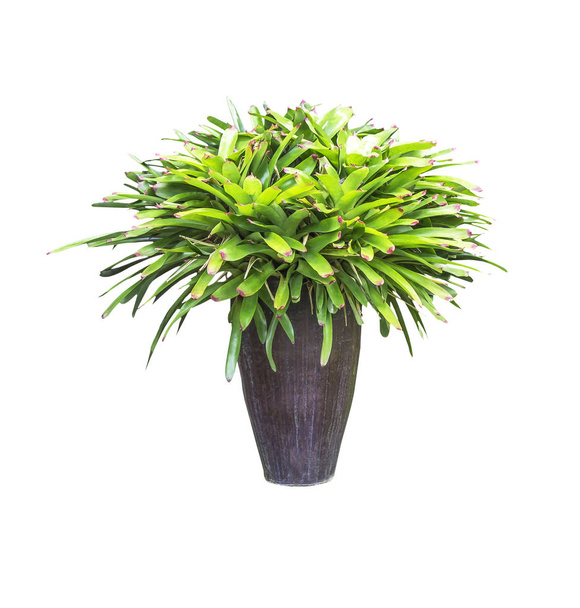Green plants in vase isolated - Photo, Image