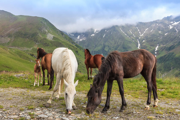 horses grazing in the mountain valley. - Photo, Image