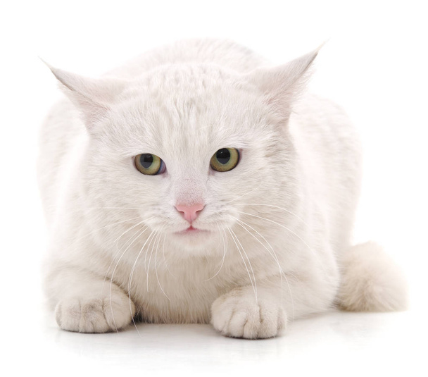 White cat isolated. - Фото, изображение