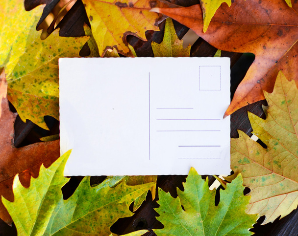 Empty postcard on autumn maple leaves background - Photo, image