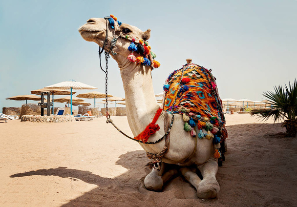 kameli turisti matkoja on hiekassa rannalla Egyptissä
 - Valokuva, kuva
