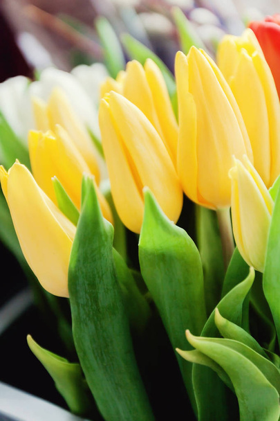 Nahaufnahme von Sträußen aus bunten Tulpen, rot, gelb, weiß in b - Foto, Bild