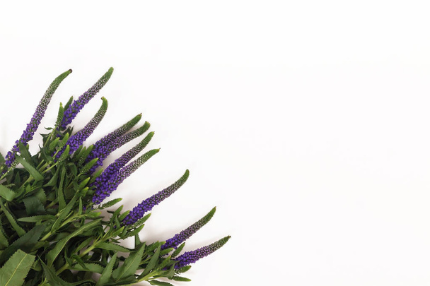 Mazzo di fiori Veronica isolati su fondo bianco
 - Foto, immagini