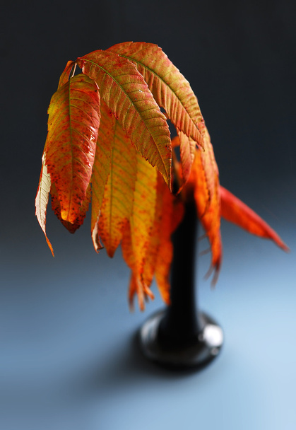 Hojas de otoño - Foto, Imagen