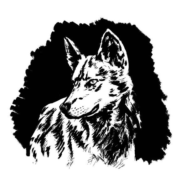Bosquejo de mano cabeza de lobo sobre fondo negro
 - Vector, Imagen