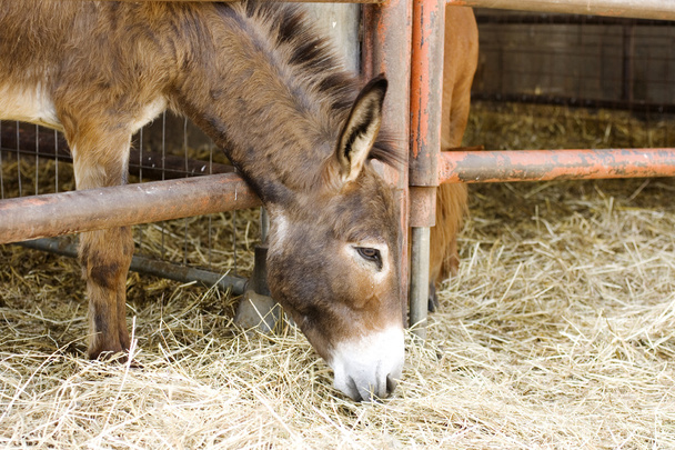 Young donkey eating hay - Photo, Image