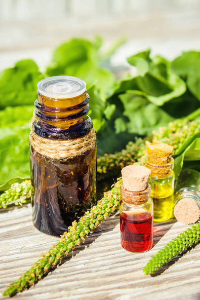 Essential oil of plantain in a small bottle. Selective focus.  - Photo, Image