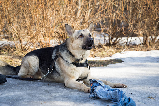 szóló, a hó, és őrizte a rongyot a kutya képzés során a dogschool juhászkutya - Fotó, kép
