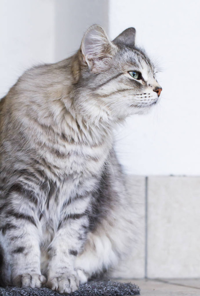 lovely silver cat in the house, female siberian breed - Fotoğraf, Görsel
