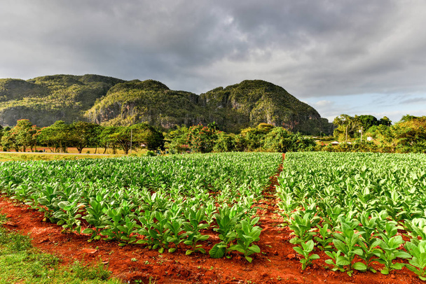 Tabakplantage - vinales tal, kuba - Foto, Bild