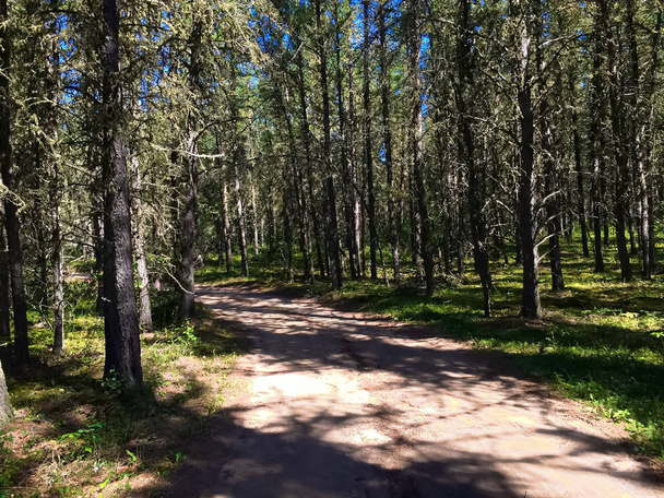 Одинокая теневая дорога через елки
 - Фото, изображение