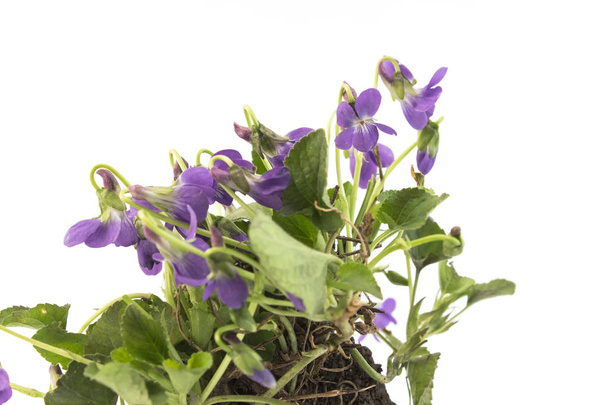 Bunch Violettes, Viola Odorata
 - Photo, image