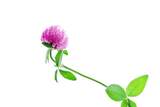 CloseUp-of-Pink-Clover-Flower-isolated-on-White
 - Фото, зображення