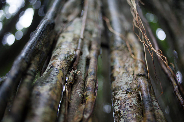 熱帯林の木の幹のディテール。木の樹皮のテクスチャ背景。熱帯植物のクローズ アップ表示. - 写真・画像