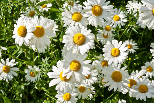 Close-Up-Top-View-of-Group-of-chamomile-Daisies-in-the-Meadow-sh - Fotó, kép