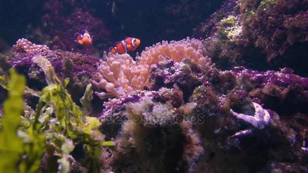 Clown fish (Amphiprion ocellaris) swimming around anemone - Footage, Video