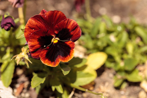 Colorful pansy flower - Photo, Image