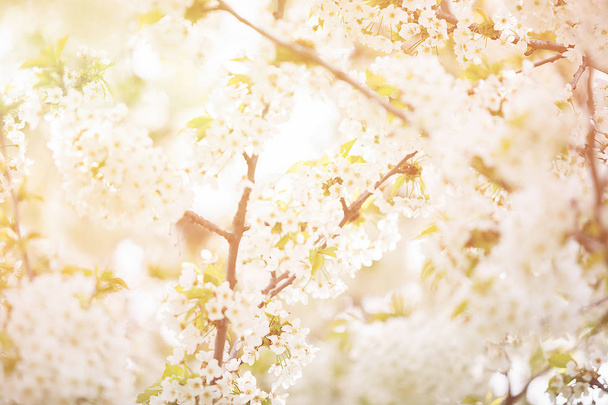 Květy v květu s průniků světla ze slunce - Fotografie, Obrázek