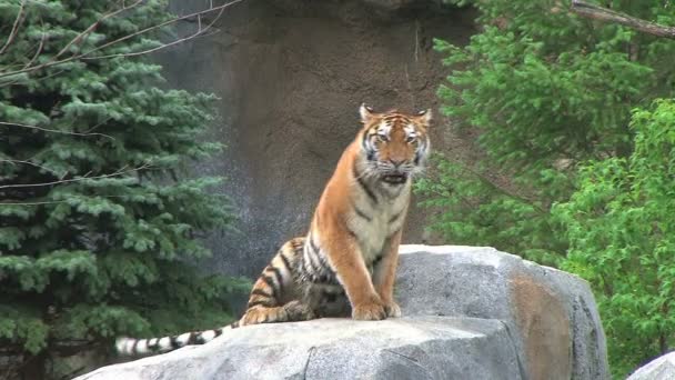 Tigre descansa en roca
 - Imágenes, Vídeo