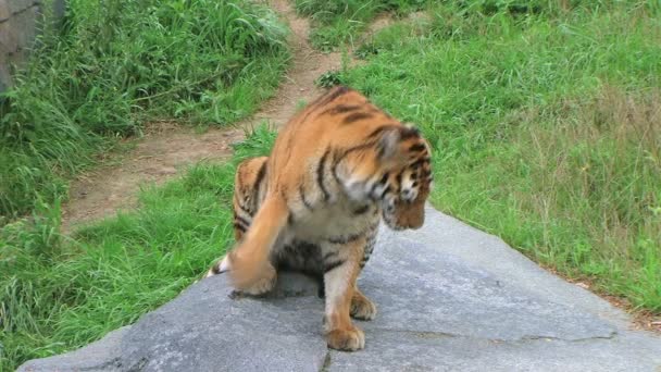 Tigris nyújtás - Felvétel, videó