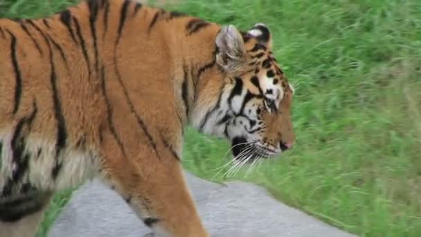 Siberische tijger prowling - Video