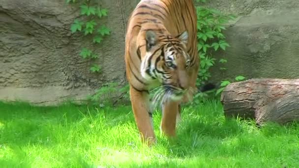 tigre caminando en hierba
 - Metraje, vídeo