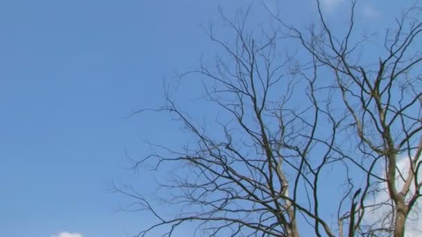 boom met wolken time-lapse - Video