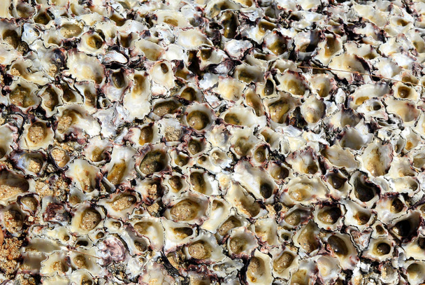 The background from a lot of seashells closeup on the beach. - Foto, Imagen