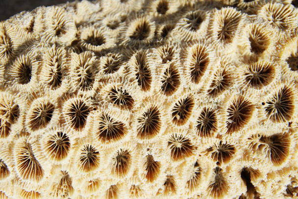 The background from a lot of seashells closeup on the beach. - Valokuva, kuva