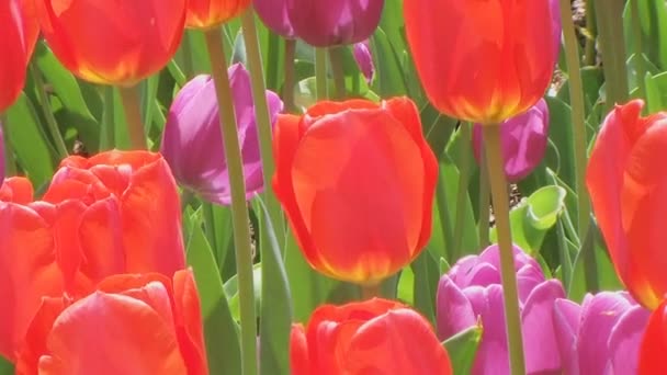 Tulipán zahrada - Záběry, video