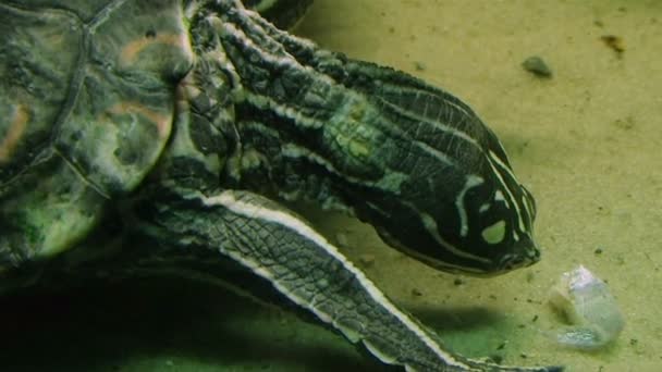 Żółw, jedzenie - Materiał filmowy, wideo