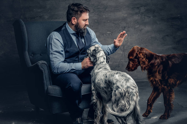Maschio barbuto e due cani irlandesi
 - Foto, immagini