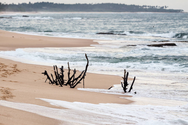 a Srí lanka trópusi tengerpart. - Fotó, kép
