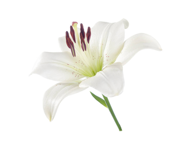 White lily isolated on a white background. - Photo, Image