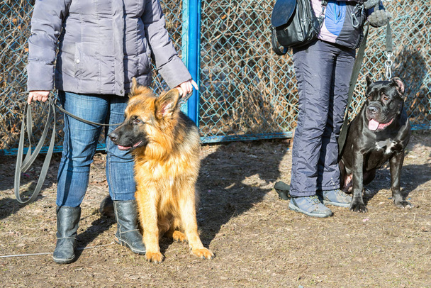 イースト ・ ヨーロピアン ・ シェパードとマスティフ犬 dogschool で犬の訓練コースの中に彼らのマスターの足のそばに座って - 写真・画像