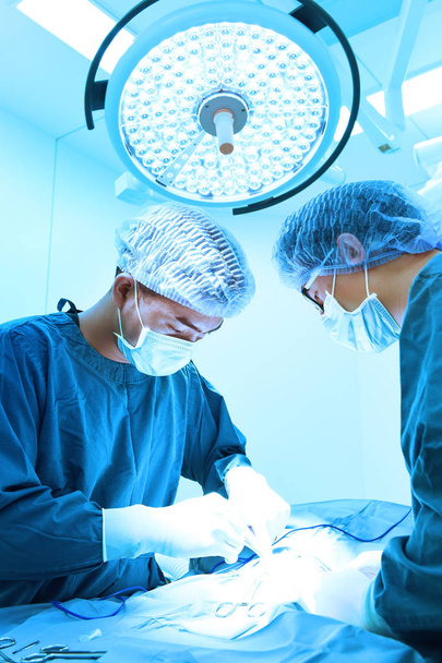 two veterinarian surgeons in operating room  - Valokuva, kuva