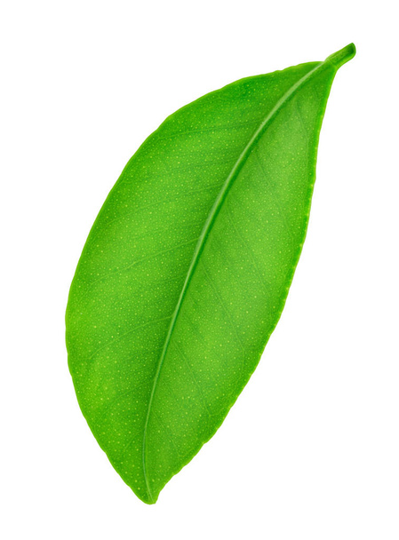 Citrus leaf isolated on a white - Foto, afbeelding