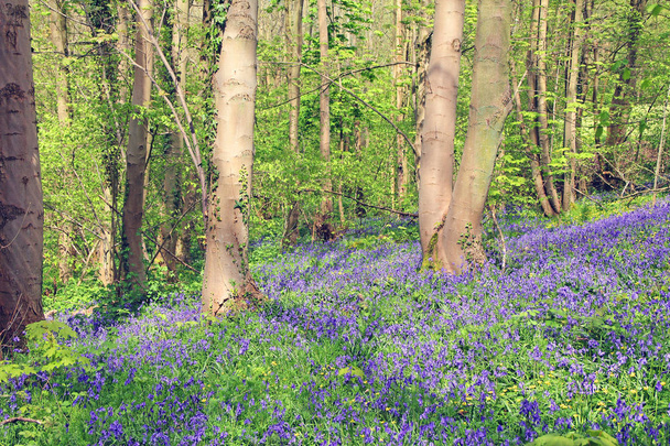 bluebell λουλούδια στο δάσος άνοιξη - Φωτογραφία, εικόνα