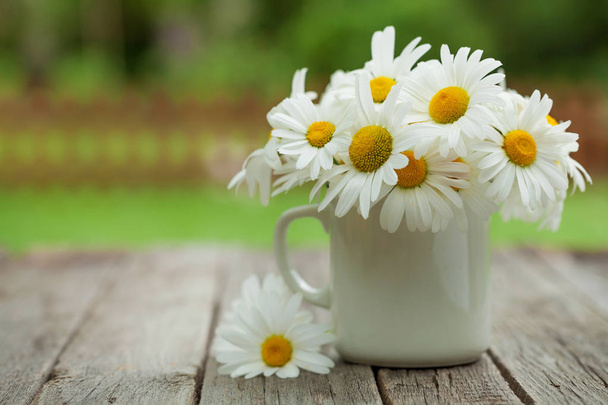 Daisy chamomile flowers - Photo, Image