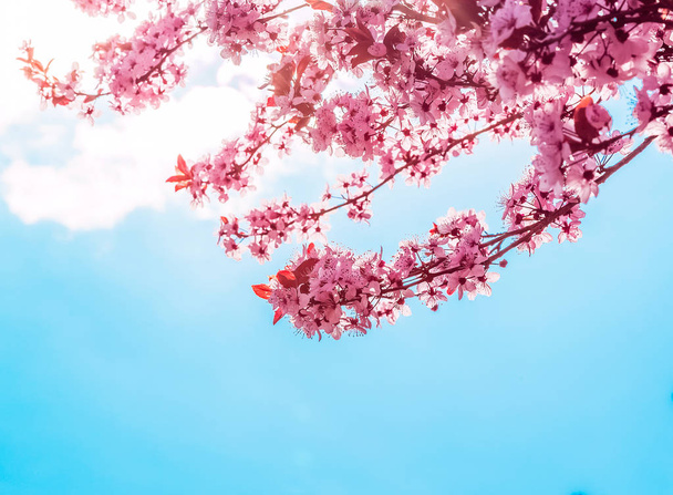 spring tree with pink flowers almond blossom on a branch on green background, on blue sky with daily light  - Zdjęcie, obraz
