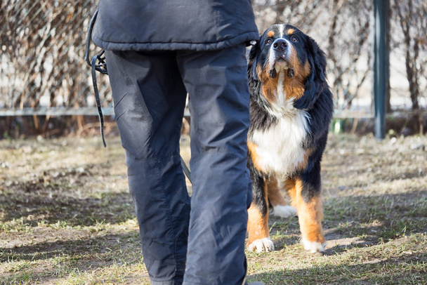 Berner Sennenhund steht und schaut seinen Besitzer an. Rücken des Besitzers ist nicht wiederzuerkennen. - Foto, Bild