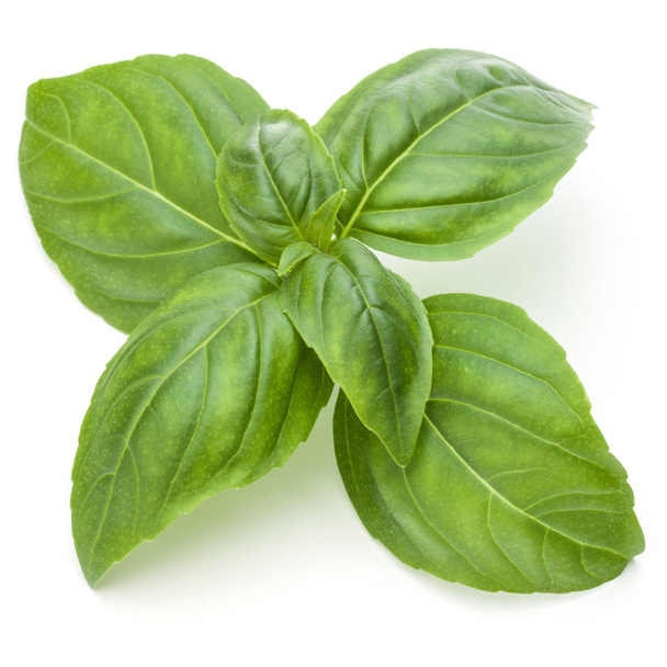 basil herb leaves - Foto, Bild