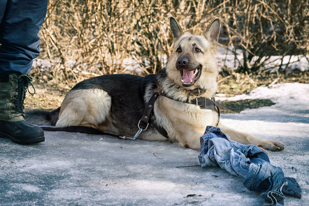 雪の上を敷設し、犬の学校犬の訓練コースの中に雑巾を守る・ シェパード ・ ドッグ - 写真・画像
