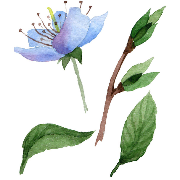 Vadvirág cseresznye virág elszigetelt akvarell stílusú. - Fotó, kép