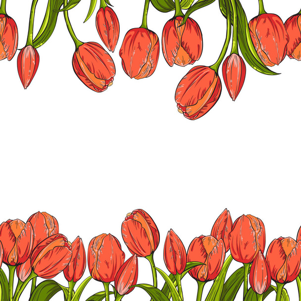 Two seamless borders with flowers tulips on white background - Vektori, kuva
