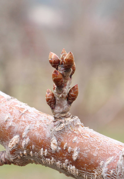 Primavera cereja Buds em março
 - Foto, Imagem