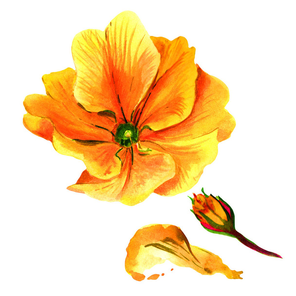 Wildflower primula λουλούδι σε στυλ υδροχρώματος απομονωμένες. - Φωτογραφία, εικόνα