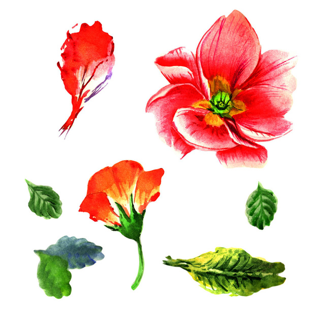 Fleur primula sauvage dans un style aquarelle isolé
. - Photo, image