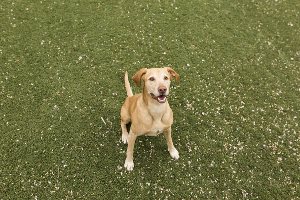 cute yellow dog standing on grass. Green background. - Foto, Bild